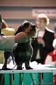 Crufts2011_2 902